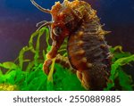 Side view of a male, Long-snouted seahorse Hippocampus hippocampus hiding among green algae near the shore, Black Sea