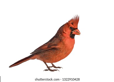 Side View Male Northern Cardinal Standing Stock Photo 1322910428 ...