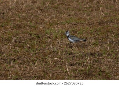 Side view of male Northern lapwing (Vanellus vanellus) walking along water in grassland wetland habitat