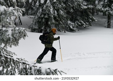 Side view of man with trekking poles walking on ski along snow-covered green coniferous forest. Active healthy lifestyle