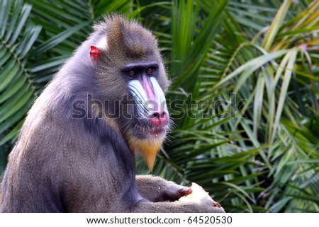 Side View of a Mandrill.  Mandrillus Sphinx