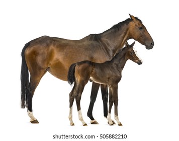 Side View Of A Mare And Her Foal Isolated On White