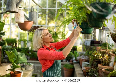 Side View Of Mature Woman Inspecting Potted Plants Hanging At Greenhouse