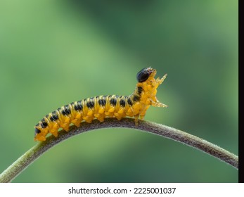 side view of a mature yellow and black dogwood sawfly larvae, Macremphytus testaceus, crawling along a plant stem. Sawflies are in the Order Hymenoptera, and are not true flies