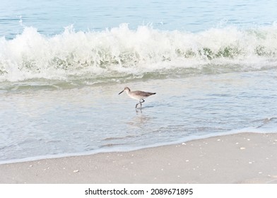 side view, medium distance of a Baird's Sandpiper, sea bird, walking along a tropical shoreline, searching for the next meal, on a sunny afternoon