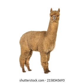 Side view of a Medium fawn alpaca looking at the camera - Lama pacos, isolated on white
