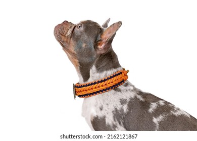 Side View Of Merle French Bulldog Dog With Long Healthy Nose Wearing Paracord Collar On White Background