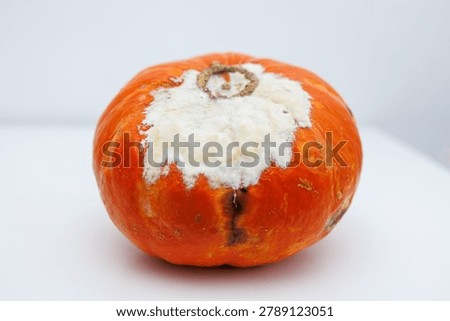 Side view of moldy pumpkin demonstrating decay from improper food storage