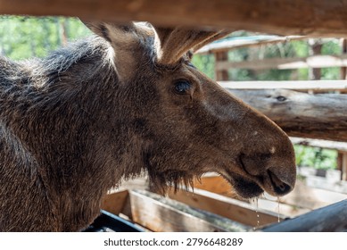 Side view of a moose standing behind weathered wooden rails in a rustic outdoor enclosure, with natural daylight, blurred greenery in the background,