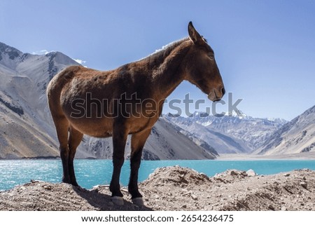 Side view of a mule standing on a cliff near a turquoise mountain lake in the Andes.