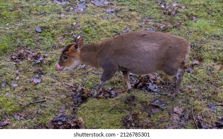 A side view of a muntjac deet