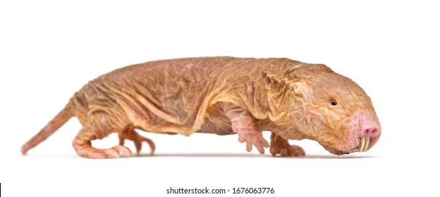 Attractive African Naked Mole Rat Pictures HD