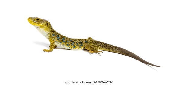 Side view of a Ocellated lizard, Timon lepidus, standing isolated on white