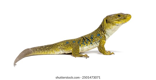 Side view of a Ocellated lizard, Timon lepidus, looking at the camera, isolated on white