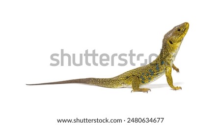 Side view of a Ocellated lizard, Timon lepidus, standing and looking up, isolated on white