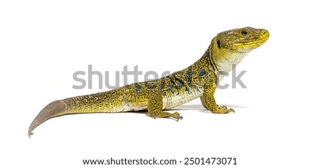 Side view of a Ocellated lizard, Timon lepidus, looking at the camera, isolated on white