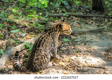 Side view of Ocelot Leopard, Leopardus pardalis species , resting in the forest. Wild cat living in rainforests of Central America and equatorial South America.