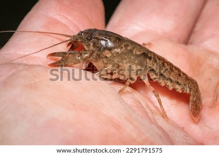 Side view of\a Crayfish or Crawdad found in a creek. Raleigh, North Carolina.