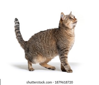 23,724 Side view cat Images, Stock Photos & Vectors | Shutterstock