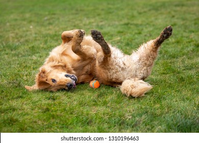 Golden retriever back Images, Stock Photos & Vectors | Shutterstock