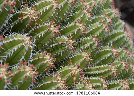 side view on a group of cacti with spikes and flowers