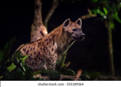 Side View Of One Hyena At Night.