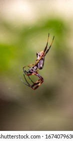 Side view of Orb Spider upside down on web with green bokeh background - Shutterstock ID 1674079630