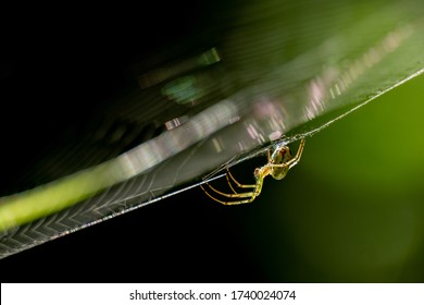 Side View Of An Orchard Orbweaver In Its Web. Wake County, North Carolina.