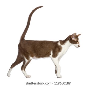 Oriental Shorthair Cat Images Stock Photos Vectors Shutterstock