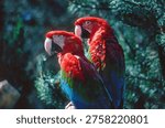 Side view of a pair of green-winged macaws sitting on a branch