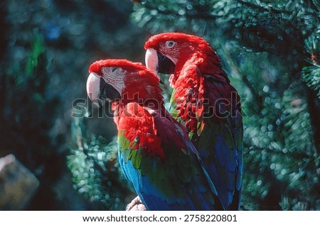 Side view of a pair of green-winged macaws sitting on a branch