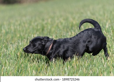 Side View Of A Pedigree Black Labrador Puppy Running Across A Field