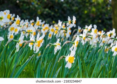 Side view of the perfect condition white daffodil flowers bed. Flowers Field. Selective Focus Middle one. Narcissus.