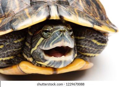 Side View Pet Turtle Redeared Slider Stock Photo 1229670088 | Shutterstock