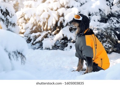 Side View Picture Of A Dog In Ski Goggles