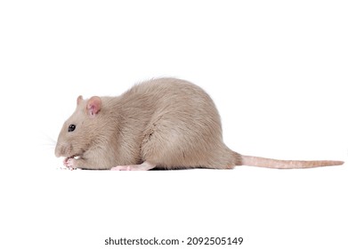 Side View Picture Of A Grey Rat Eating Food