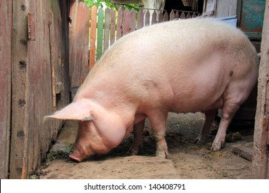 Side view of a pig on a farm