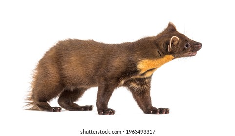 Side View Of A Pine Marten, Isolated On White