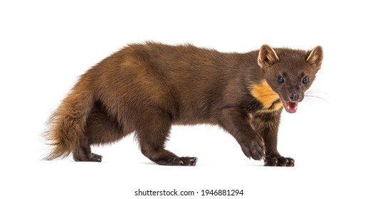 Side view of Pine marten walking and looking at camera , isolated on white