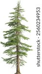 Side view of pine tree