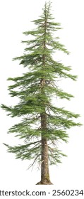 Side view of pine tree