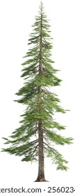Side view of pine tree