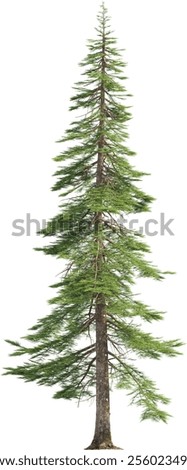 Side view of pine tree