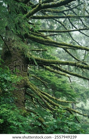Side view of pine tress covered in moss and lichen in a dense pine woodland area.