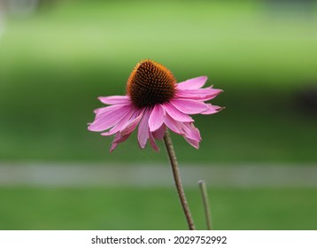 Side view of pink purple echinacea flower against soft green background - Powered by Shutterstock