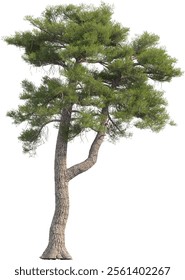 Side view of pinus tree