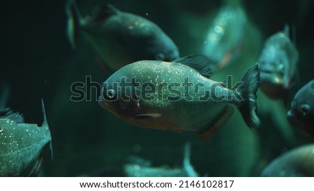 Side view of a piranha fish in water. Dark colors. High quality photo