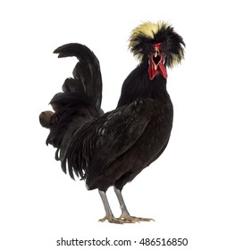 Side view of Polish Rooster crowing isolated on white