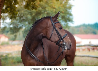 Side view Portrait of bay Dressage horse in outdoor, standing on a field