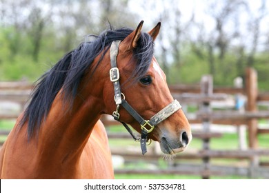 Side view portrait of beautiful bay horse in summer corral